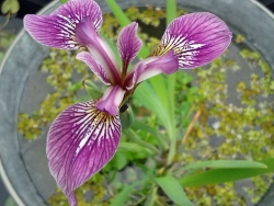 Iris versicolor Kermesina - rot-violette Sumpfschwertlilie